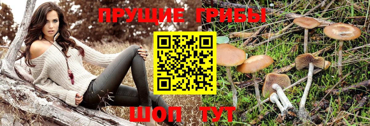 Галлюциногенные грибы ЛСД  Галлюциногенные грибы Psilocybine cubensis  Вольск  Вход с VPN 